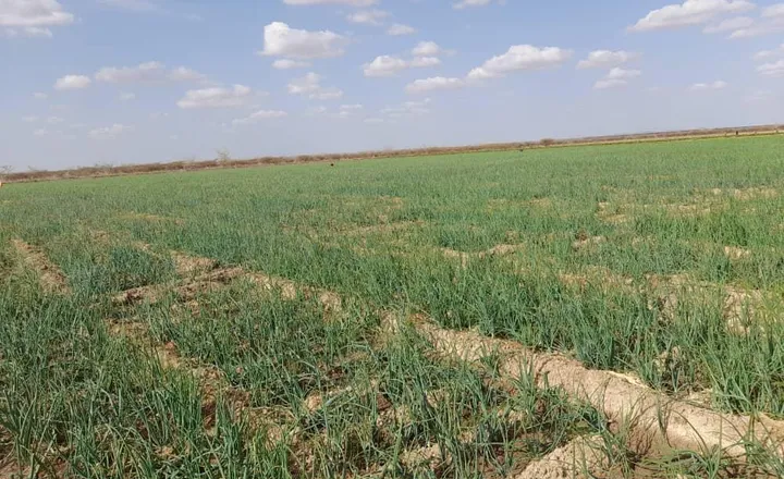 Rows of young onion plants growing in an irrigated field in Somalia
