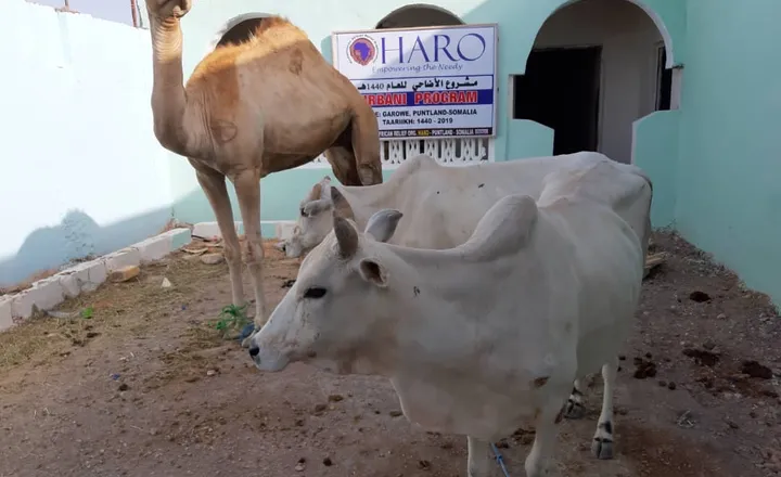 A camel and a cow in front of the HARO Qurbani Program banner