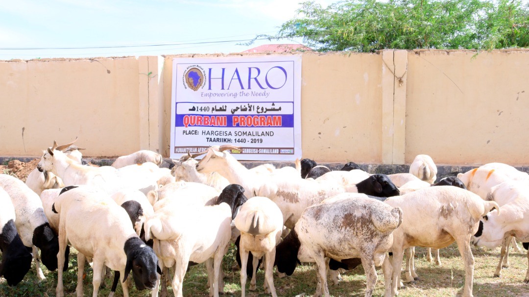Udhiya/Qurbani